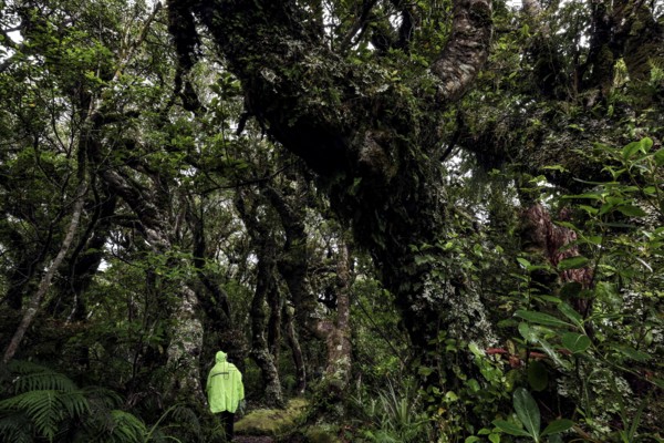 Densely overgrown trees in Goblin Forest with moss-covered branches in Mt Egmont National Park,
