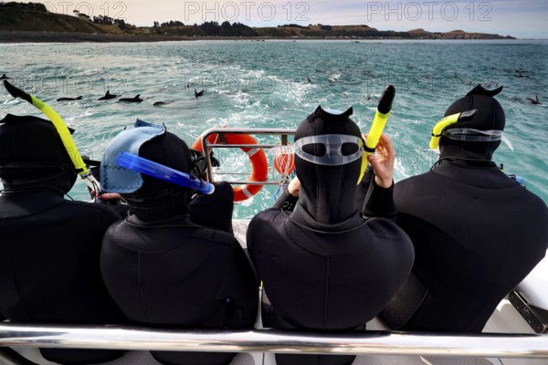 Snorkelers on a boat watching dolphins in the turquoise blue water of Kaikoura, Kaikoura, New