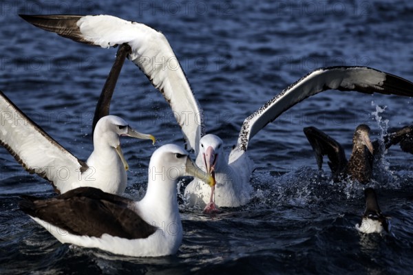 Albatrosses gather to feed on the ocean near Kaikoura, Kaikoura, New Zealand