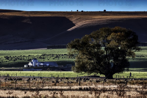 Wide field with a farm in the background, a large tree dominates the scenery at Lake Pukaki, Lake