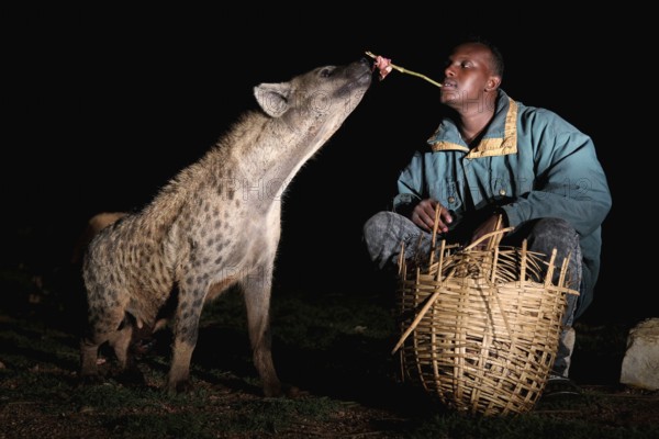Man feeding hyena with a stick straight from his mouth, a fascinating interaction, Harar, Harar,