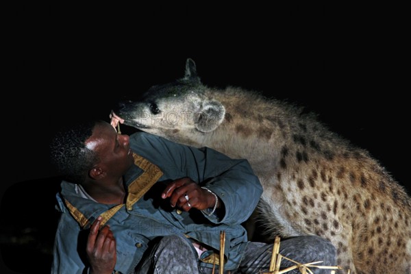 Hyena interacts aggressively with a man at night, a dangerous encounter, Harar, Harar, Ethiopia