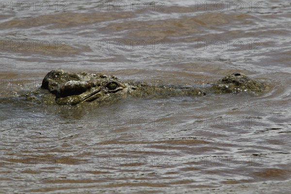 A crocodile camouflaging itself in calm water, difficult to spot, Chamo, Nech Sar National Park,