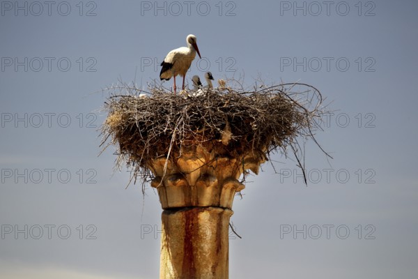 Stork nest on an old pillar of the Volubilis Capitol, a contrast between nature and ancient
