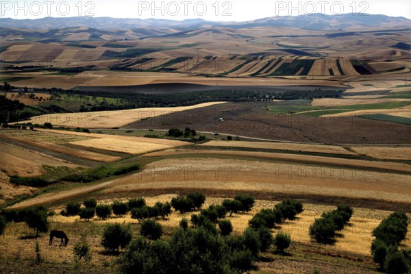 Extensive agricultural fields and hills around Volubilis in various shades of green, Volubilis,
