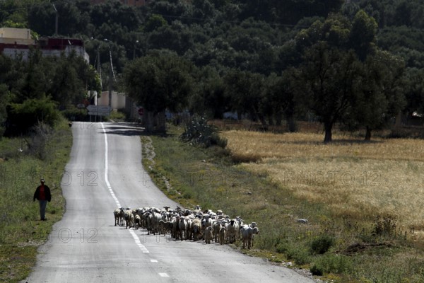 Flock of sheep moving along a road in the rural countryside of Volubilis, Volubilis, Fès-Meknès,
