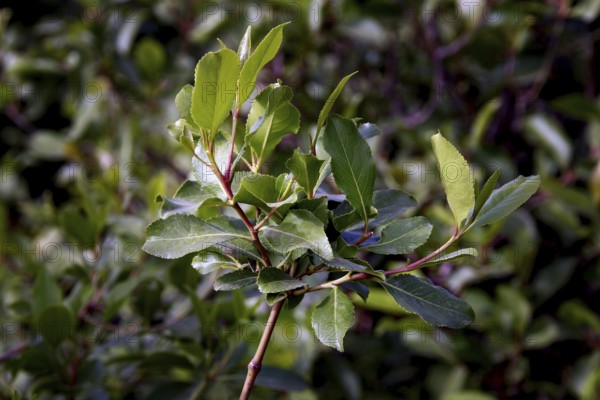 Close-up of fresh khat leaves in lush greenery, Tisissat, Ethiopia
