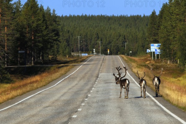 A group of reindeer passes a country road through the forests of Lapland on a sunny day, Lapland,