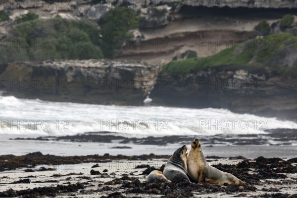 Two sea lions interact on the beach off a rugged coastline on Kangaroo Island, Seal Bay, Kangaroo