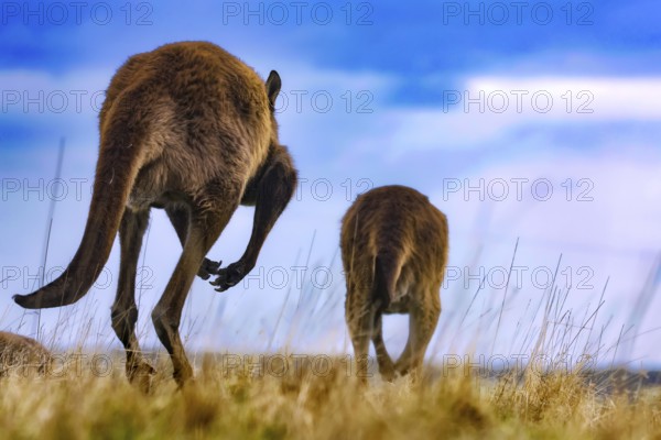 Two eastern gray kangaroos moving together on open spaces, Kangaroo Island, South Australia,