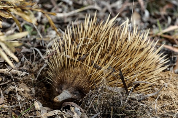 An ant hedgehog digs in the ground with its characteristic spines on Kangaroo Island, Kangaroo