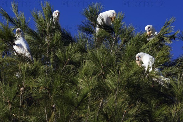 A group of nasal cockatoos sit on a tree under clear skies in Emu Bay, Kangaroo Island, South