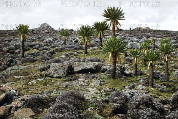 Giant lobelia scattered across a rocky landscape on the Sanetti Plateau, Bale Mountains, Sanetti