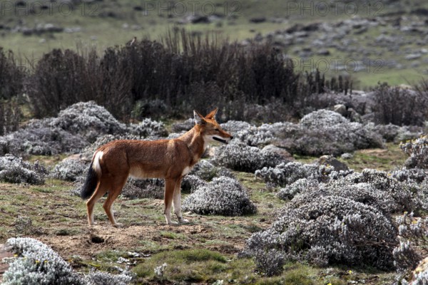 An Ethiopian wolf looks at the landscape with grassy and rocky areas, Bale Mountains, Sanetti