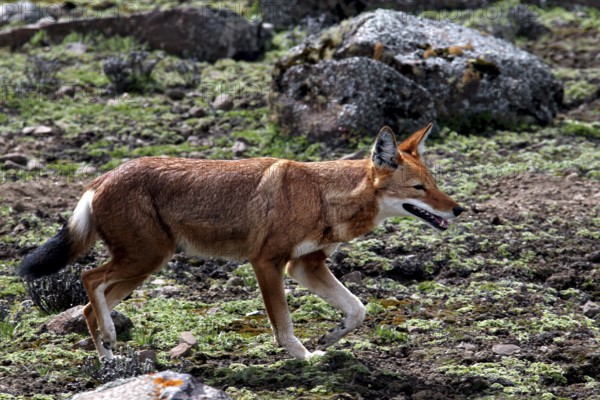 An Ethiopian wolf in motion surrounded by rocks and vegetation on the plateau, Bale Mountains,