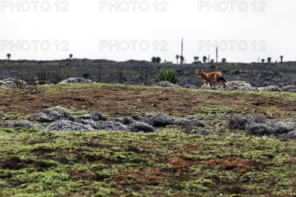 An Ethiopian wolf roams the gentle, grassy Sanetti Plateau, Sanetti Plateau, Bale Mountains,