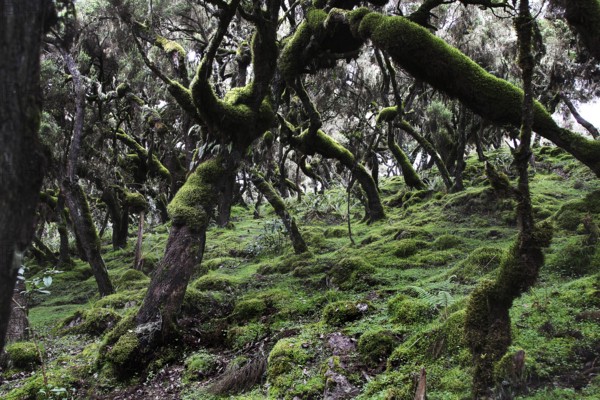 A densely overgrown forest floor with lush moss in the Harenna Forest of the Bale Mountains, Bale