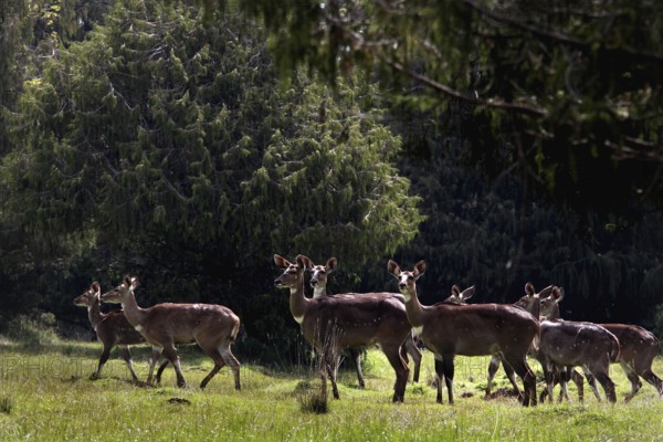 A group of mountain nyalas hikes through the forest canopy in the Bale Mountains, Bale Mountains,