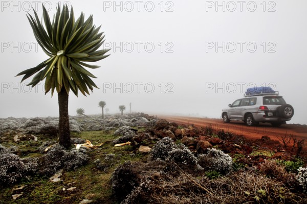 Giant lobelia on the side of the road in the fog of the Bale Mountains, Bale Mountains, Oromia,