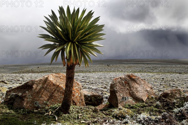 Giant lobelia surrounded by rocks on a plateau with a dramatic cloud background, Bale Mountains,