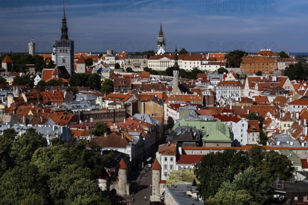 Panorama of Old Tallinn with church towers and historic buildings, blue sky, Tallinn, Harju,