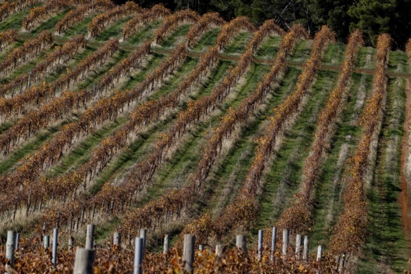 Arranged rows of vines in the Barossa Valley in rich autumn tones, Barossa Valley, South Australia,