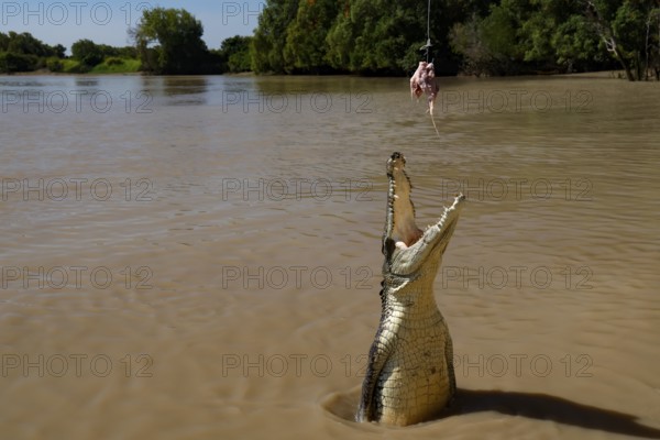 Groin crocodile jumping out of water with a person standing in the background, Adelaide River,