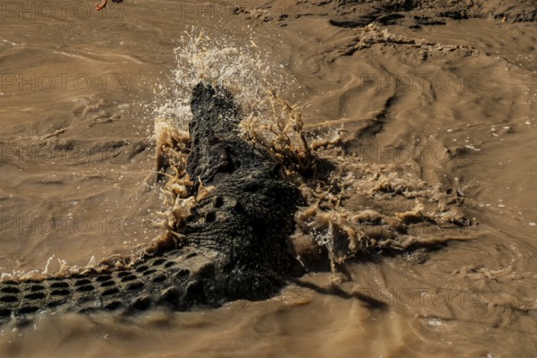 Saltwater crocodile glides through the splashing water of the Adelaide River, Adelaide River,