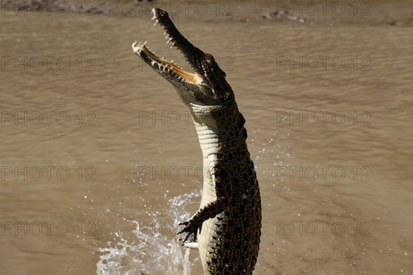 Saltwater crocodile jumps out of water. The scene shows the powerful crocodile in brown water,