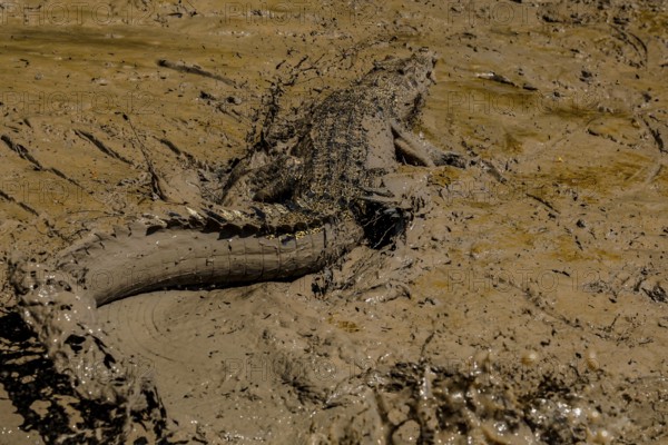 Saltwater crocodile is located on the sandy banks of the Adelaide River, Adelaide River, Northern
