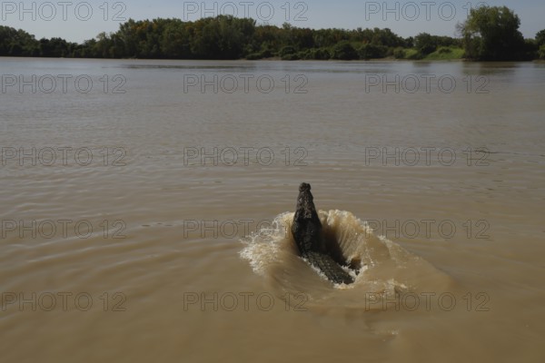 Saltwater crocodile emerges from brown river water in Adelaide River, Adelaide River, Northern