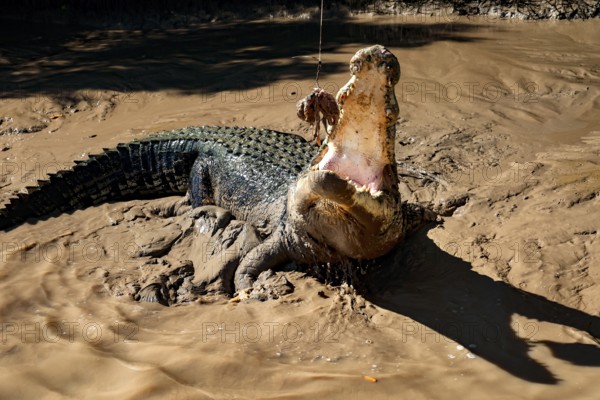 A groin crocodile with a wide mouth in the muddy water of the Adelaide River, Adelaide River,