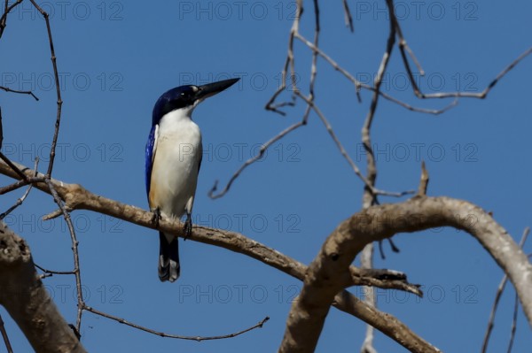 A mirror recess sits on a branch against a clear sky on the Adelaide River, Adelaide River,