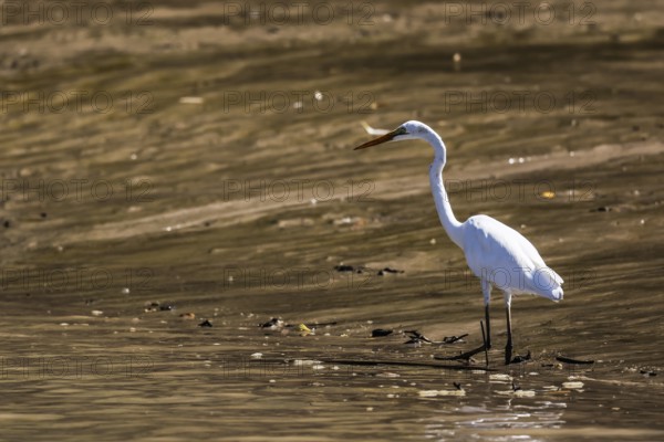 A great egret stands in calm water on the banks of the Adelaide River, Adelaide River, Northern
