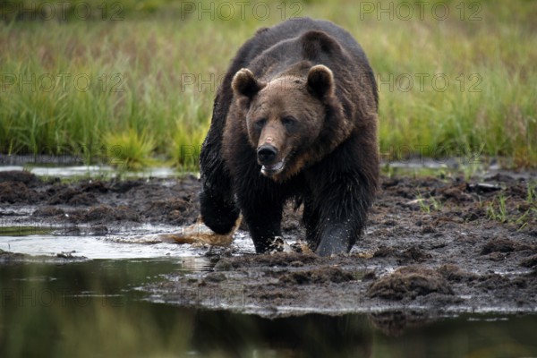Brown bear moves along the water shore in Kuusamo, Kuusamo, Finland