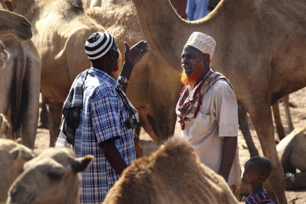 Men discuss vividly at the lively camel market in Babile, surrounded by dromedaries, Babile,