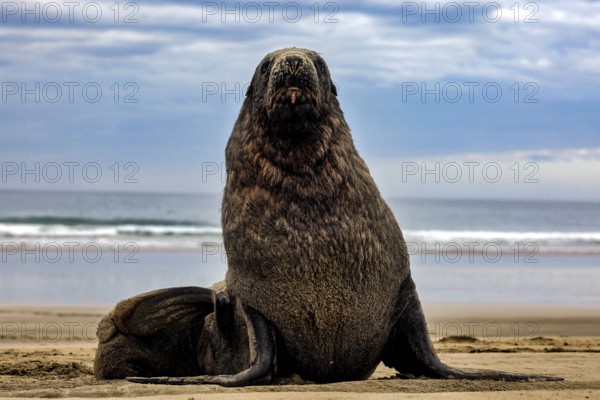 A sea lion sits on Cannibal Bay beach with sea calm in the background, Cannibal Bay, Otago, New