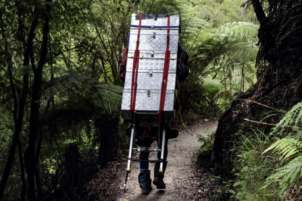Hiker carries luggage through thick forest on the Abel Tasman Coast Track, Abel Tasman National