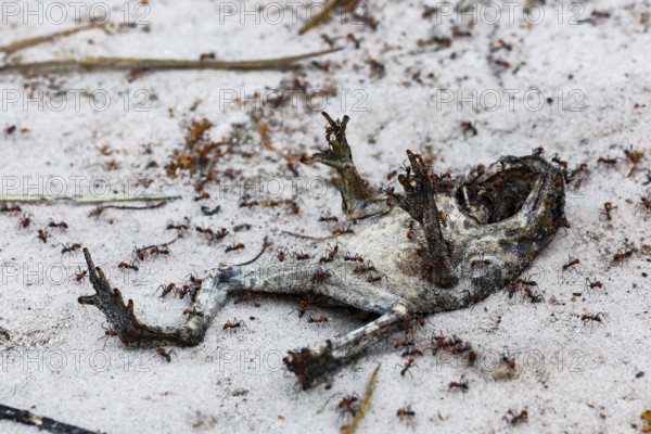 Mummified toad on sandy soil in Bungle Bungle, Purnululu surrounded by insects, Purnululu National