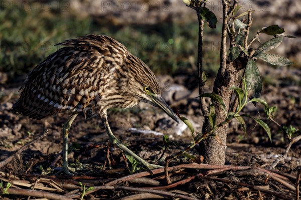 A night heron in the thick undergrowth of Kakadu National Park, Australia, Kakadu National Park,
