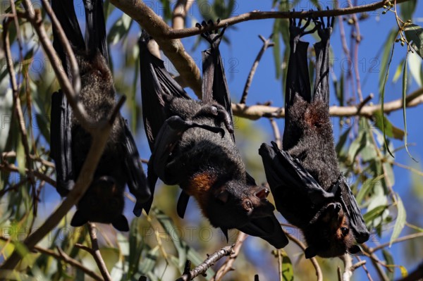 Several flying foxes hang on branches in Kathrine Gorge, Nitmiluk National Park, Northern