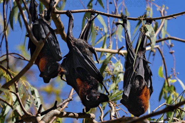 Flying foxes rest in the sun under blue skies in Kathrine Gorge, Nitmiluk National Park, Northern