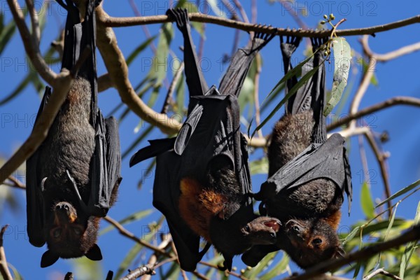 Flying foxes hang close together in the branches of Kathrine Gorge, Nitmiluk National Park,