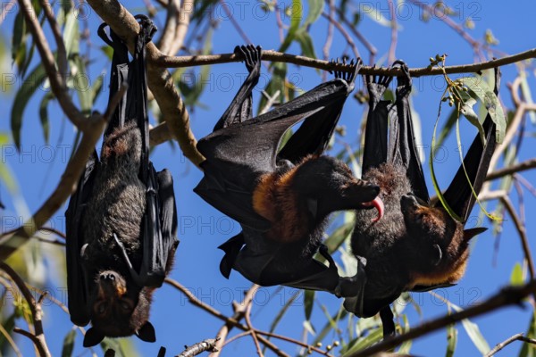 During the day, flying foxes slept upside down in the trees in Kathrine Gorge, Nitmiluk National