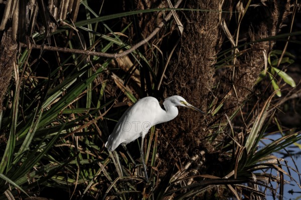 A great egret rests on a tree trunk in the thick green of Kakadu National Park, Kakadu National