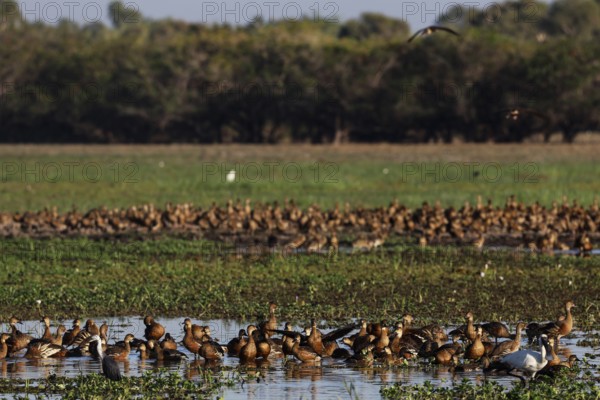 A large group of sickle-whistle geese frolic in flooded meadows in Kakadu National Park, Kakadu