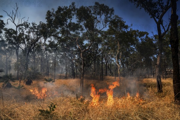 Flames and smoke surround trees in a blazing forest fire in Kakadu National Park, Kakadu National