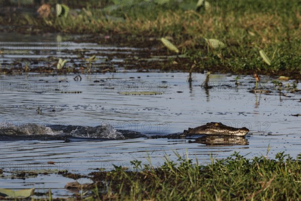 Saltwater crocodile swims through the water in Kakadu National Park, Kakadu National Park, Northern