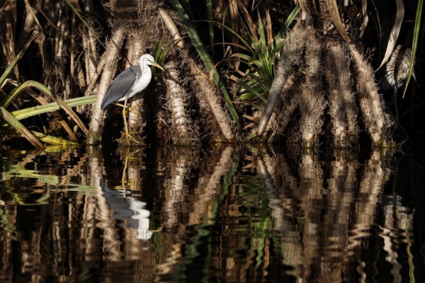 A magpie heron sits on the water in Kakadu National Park, Kakadu National Park, Northern Territory,