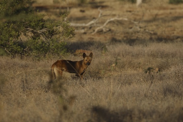 Dingo runs in the dry Australian countryside along the Gibb River Road, Gibb River Road, Western